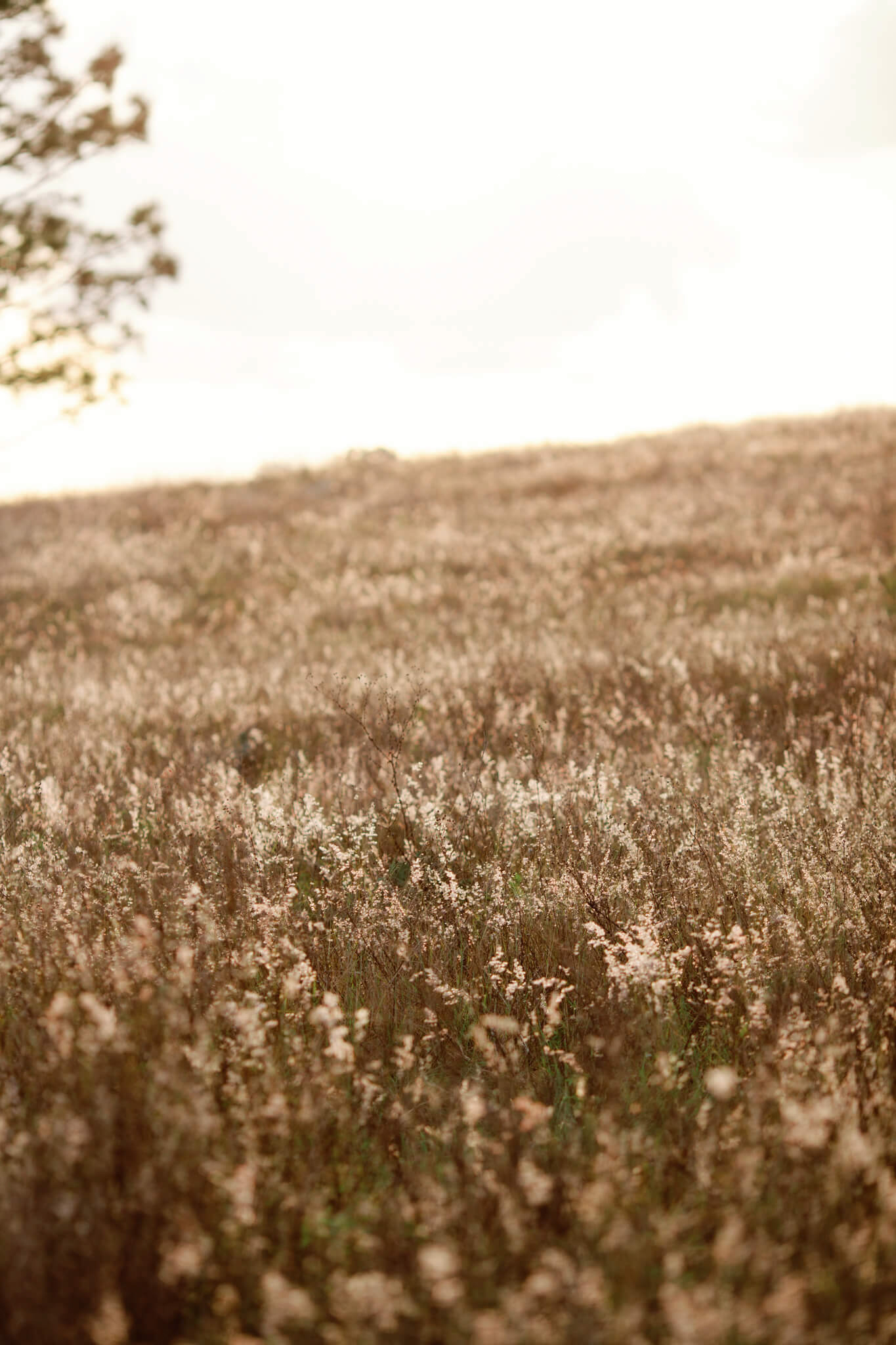 Wispy field covered in sunlight at Bok Tower Gardens