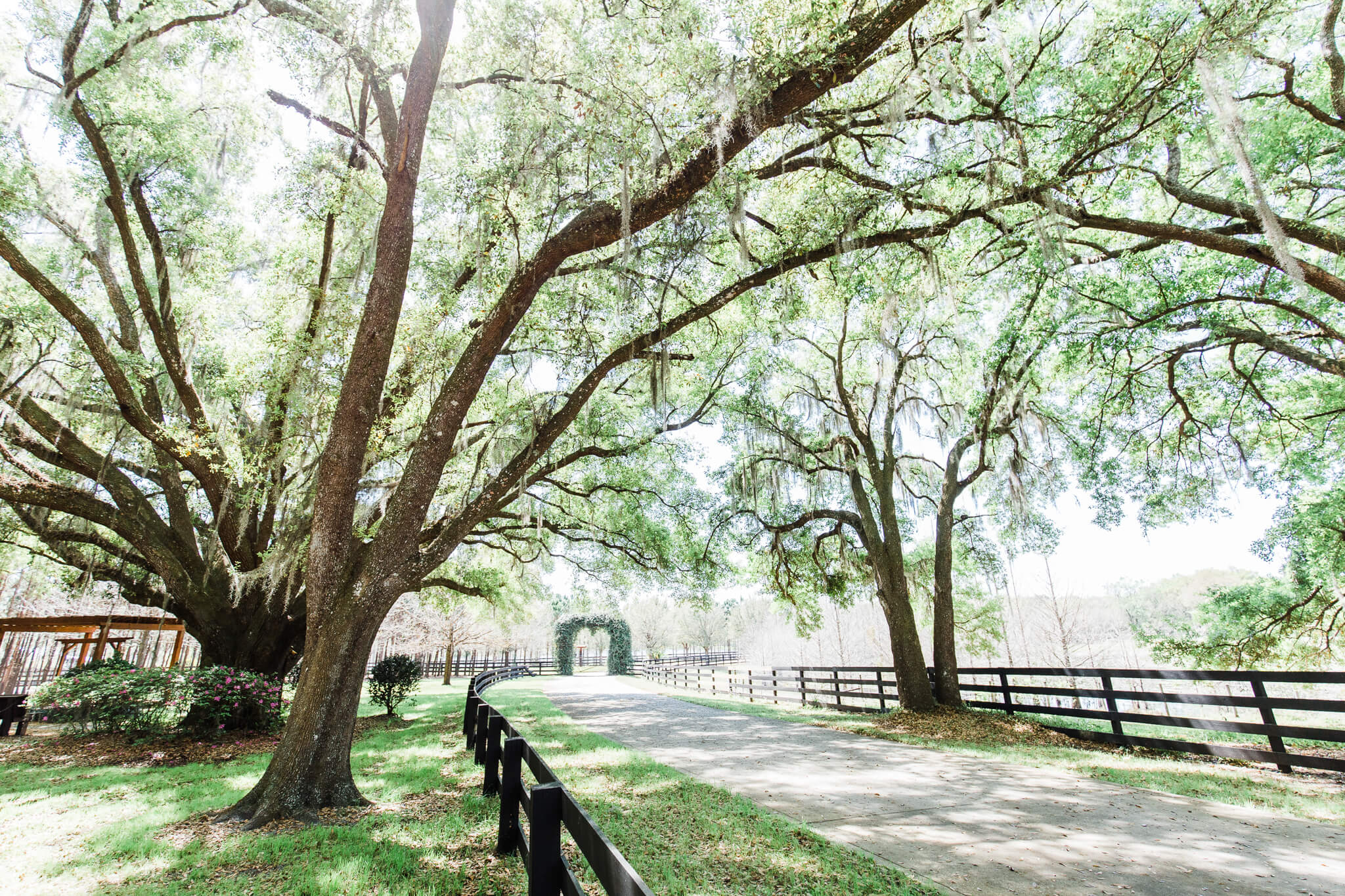 large oak trees in a lush garden over a long driveway that leads to a hedge at an outdoor wedding venue in central FL